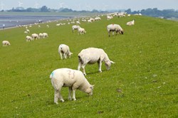 Weidende Schafe am Deich in Dithmarschen