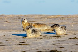 Drei Seehunde liegen auf einer Sandbank vor Pellworm