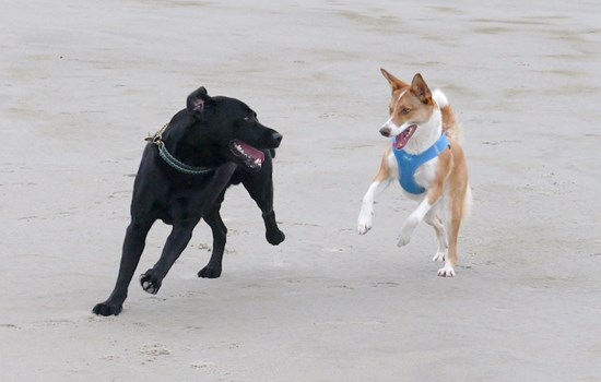 Zwei Hunde spielen rennend am Nordseestrand