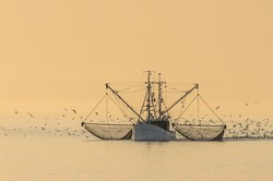 Silhouette eines Fischtrawler in der goldenen Stunde bei warmem Licht in Dithmarschen