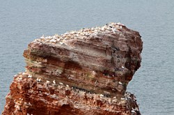 Basstölpel auf dem Felsen Lange Anna auf Helgoland
