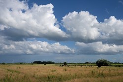 Grasland und Kühe und Windräder und blauer Himmel mit weißen Wolken