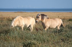 Zwei Pferde streifen durch die Dünenlandschaft auf Juist