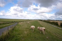 Schafe auf dem Deich in Dornumersiel
