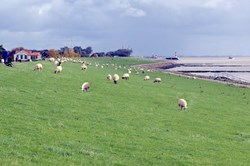 Weidende Schafe auf dem Deich in Friedrichskoog an der Nordsee 