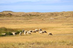 Freilaufende Schafe in den Duehnen von List auf Sylt