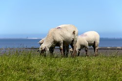 Schafe am Deich von Neuharlingersiel