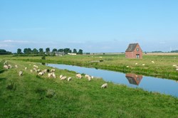 Typische Kulisse in Nordfriesland mit Schafen am Deich und grünen Wiesen