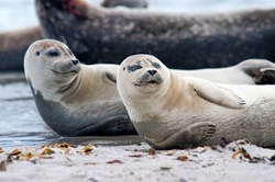 Entspannte Seehunde am Strand von Helgoland