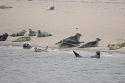 Seehunde am Strand von Norderney