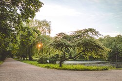 Warmes Licht hinter Bäumen im Stadtpark Wilhelmshaven