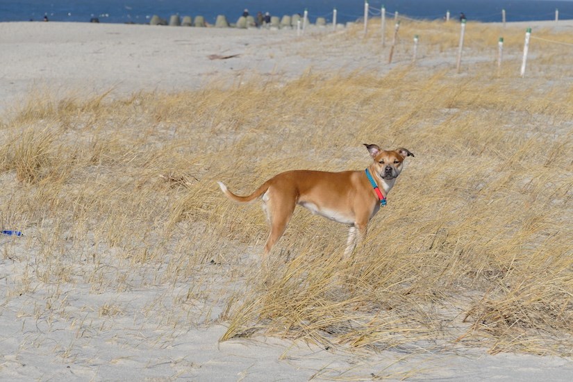 Hund steht auf Sylt am Strand 