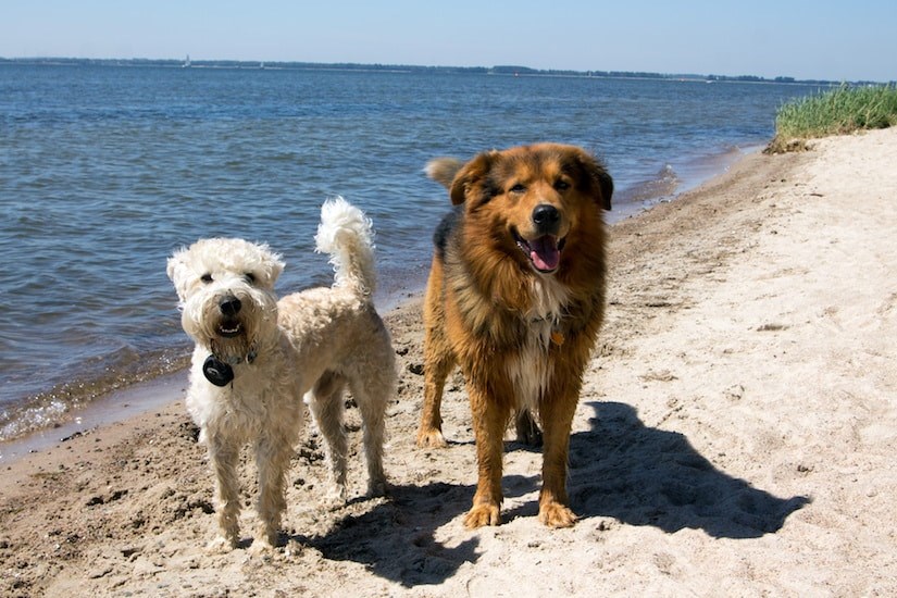Zwei Hunde am Strand