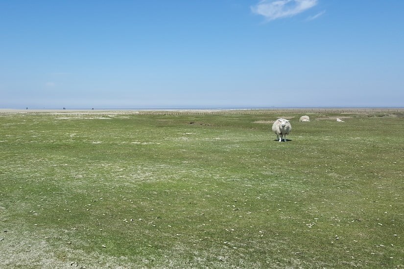 Schafe auf der Wiese vorm Nordseestrand