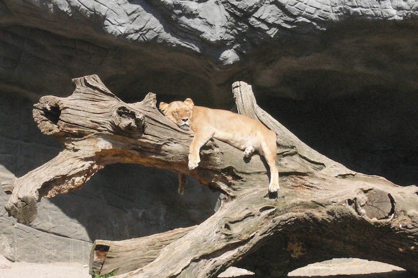 Löwe entspannt auf Baumstamm