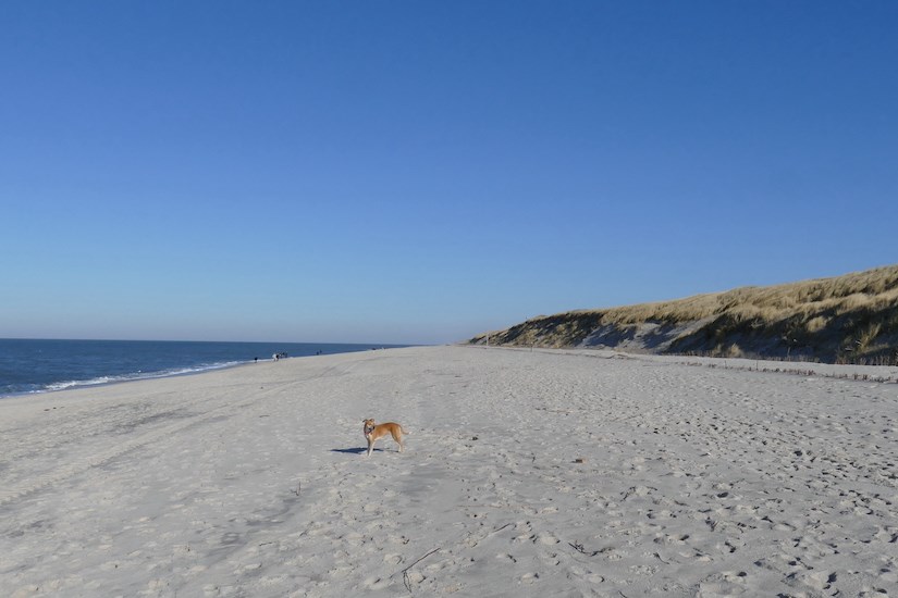 Hund am Strand von Sylt