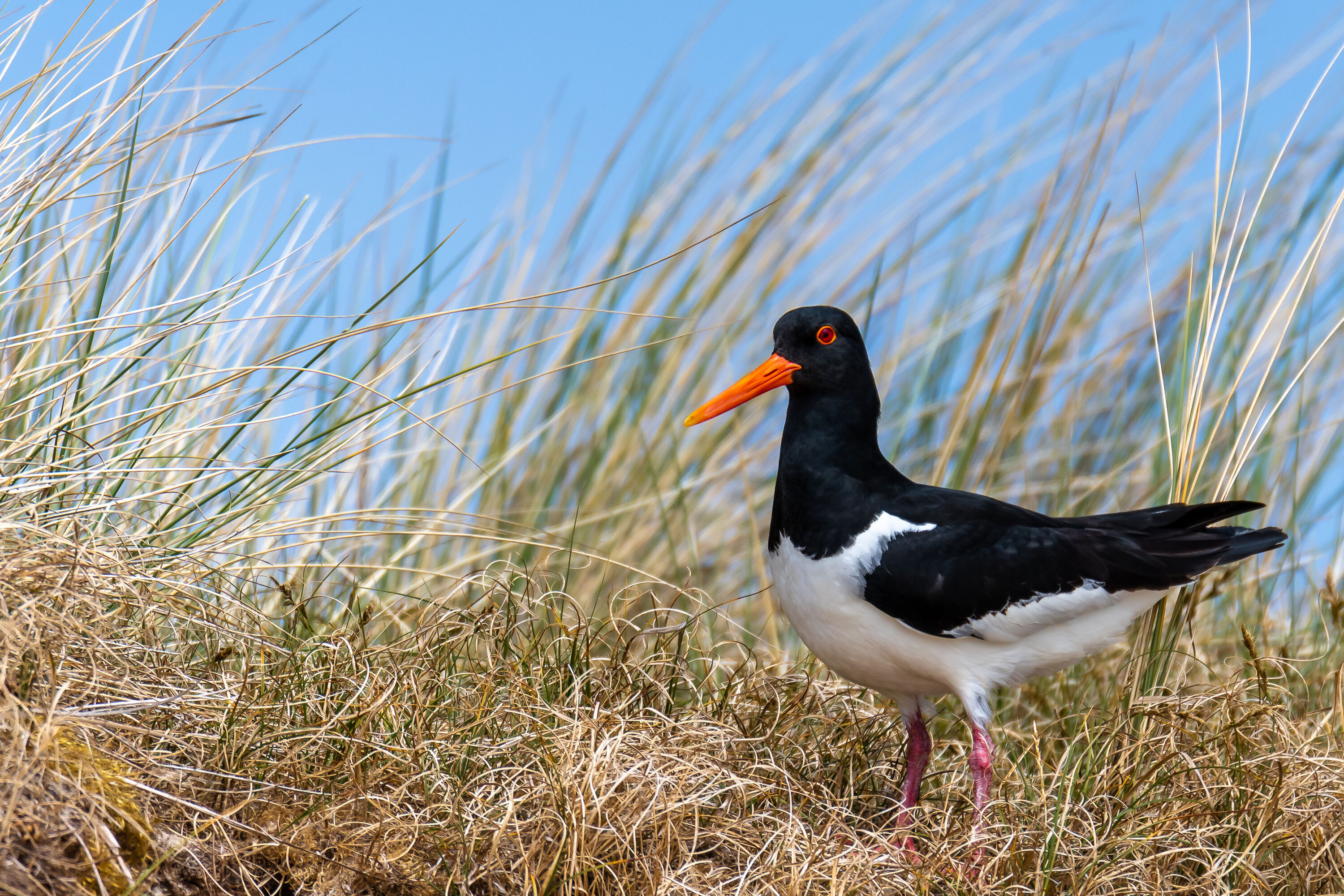 AdobeStock_392447037-large