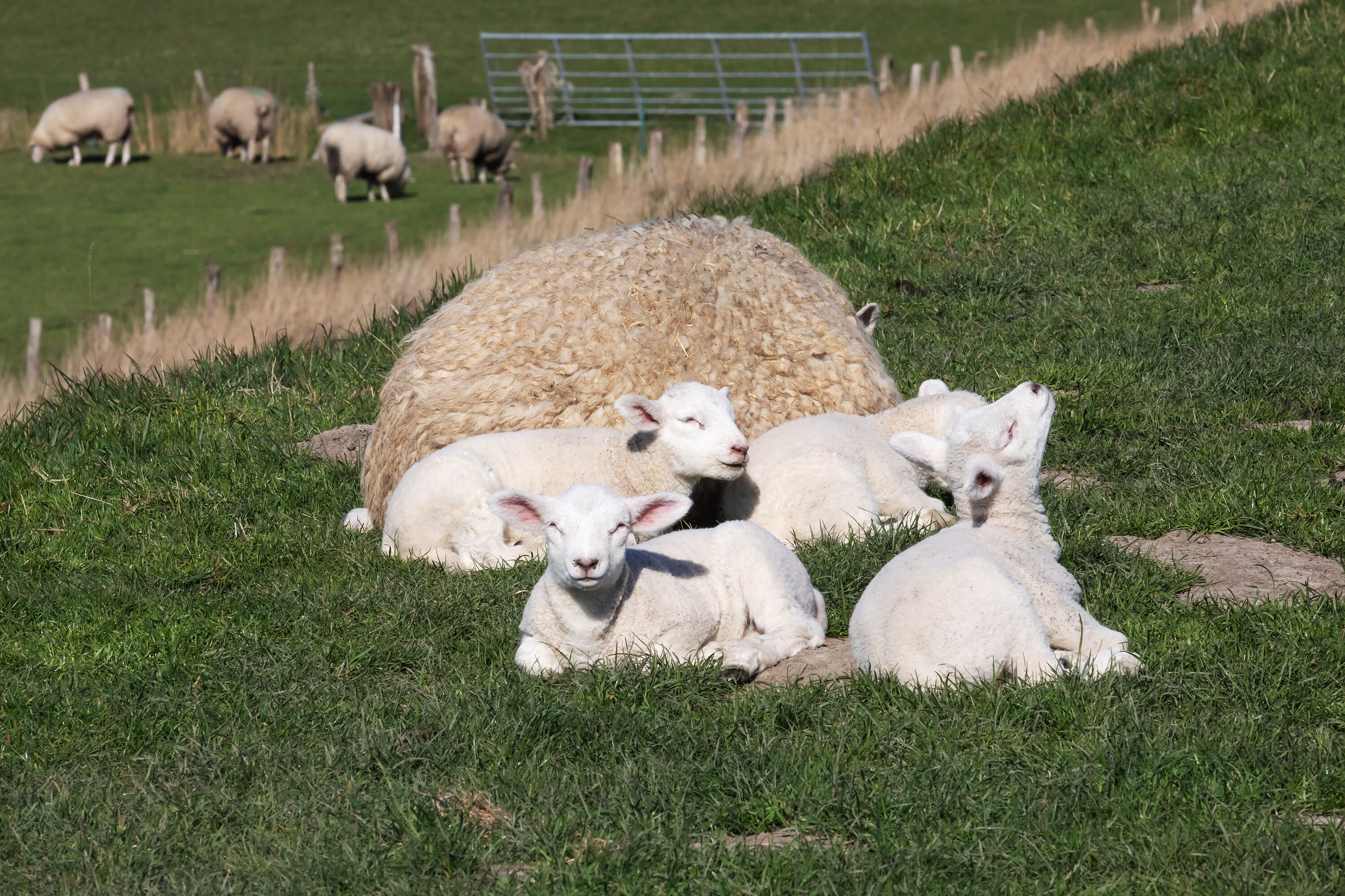 AdobeStock_740975596-large