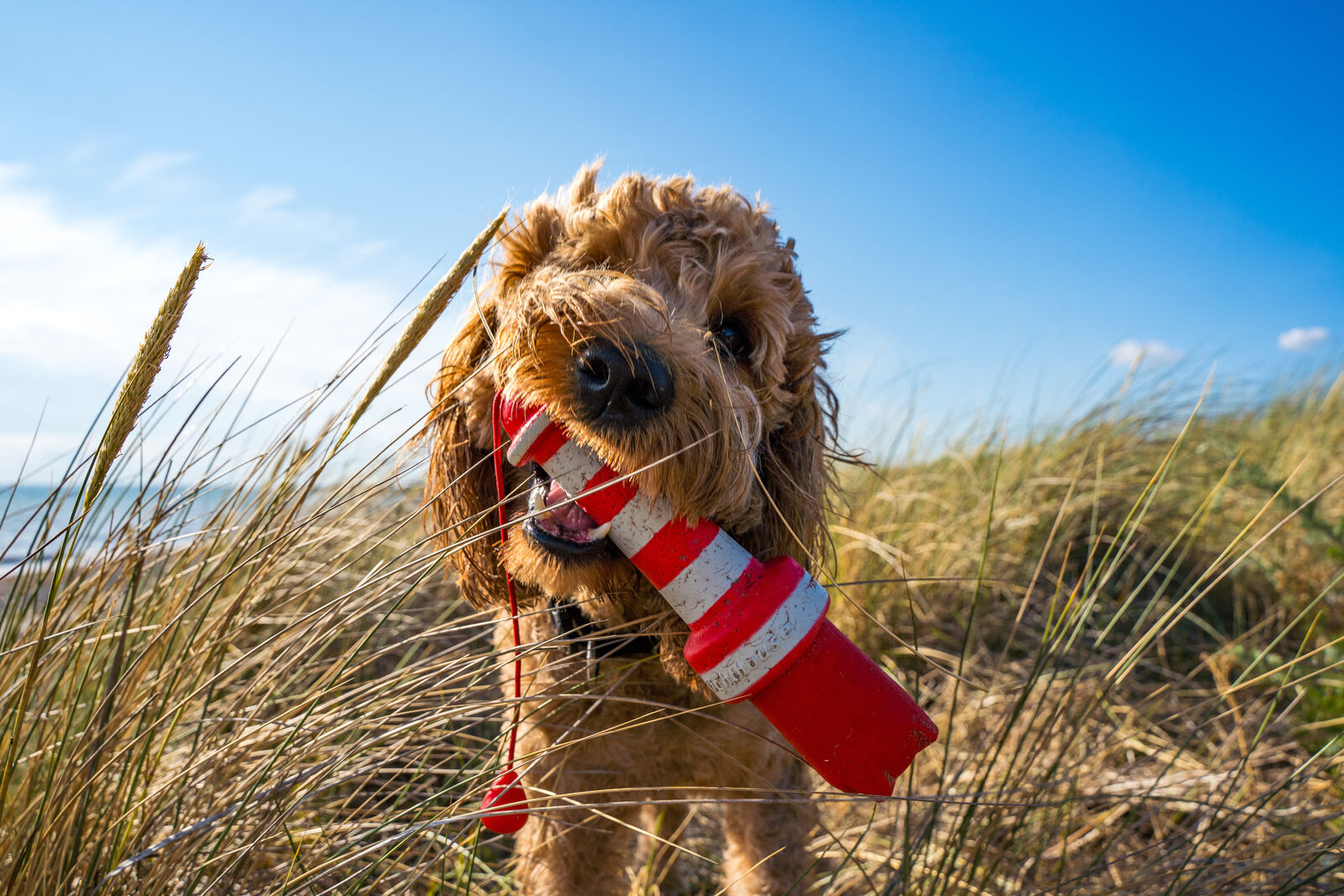 AdobeStock_697634738-medium