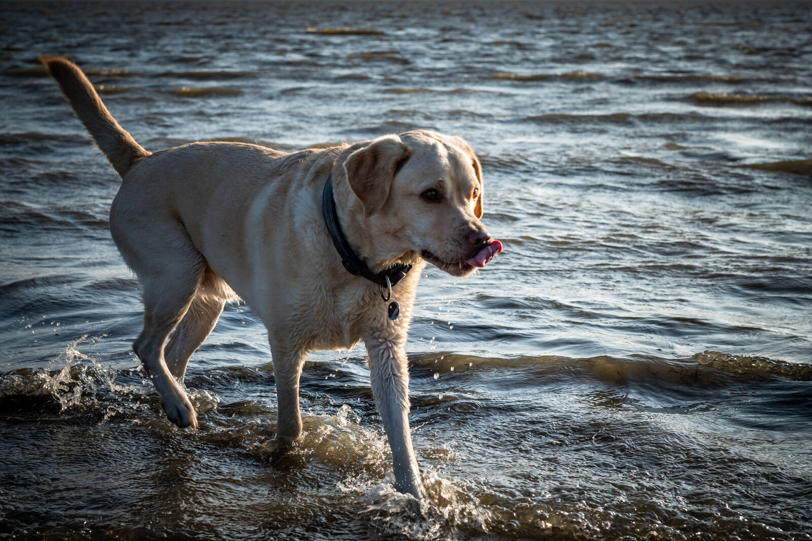 AdobeStock_466539662-medium